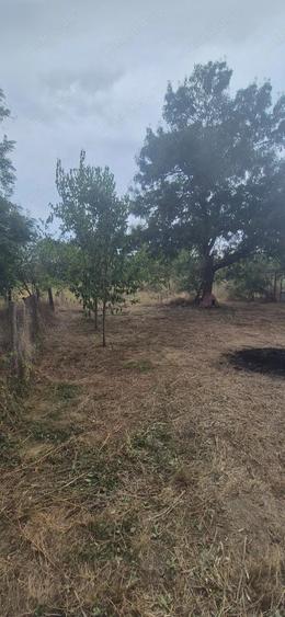 Vand casa in Sculia,Ora?ul Gataia,Jud Timi? (2158mp) - 6