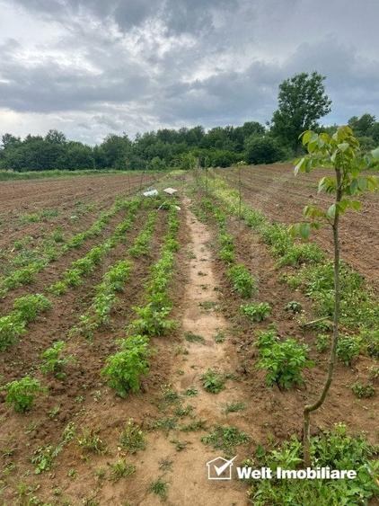 Teren extravilan cu gradina in Saliste - 1