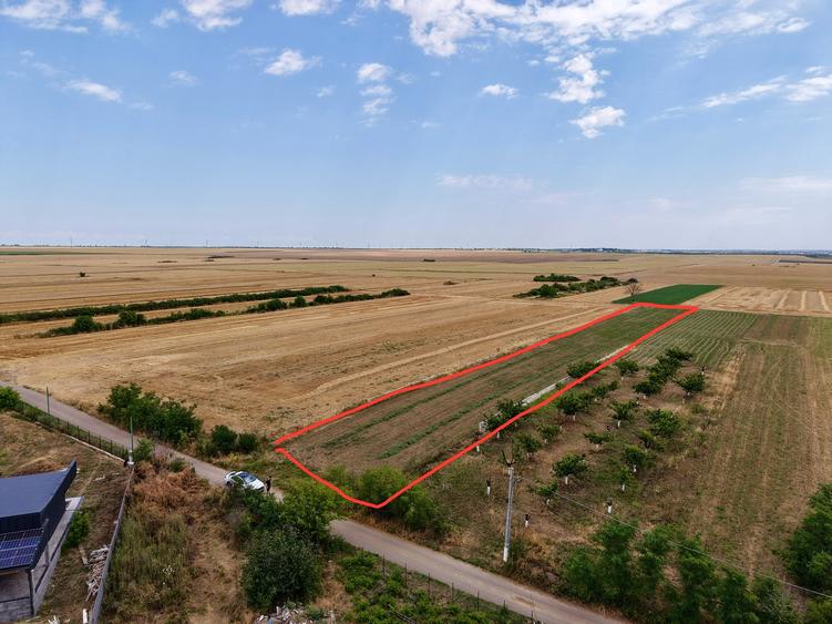 Teren Budeni - Delta Comana - Giurgiu - 1