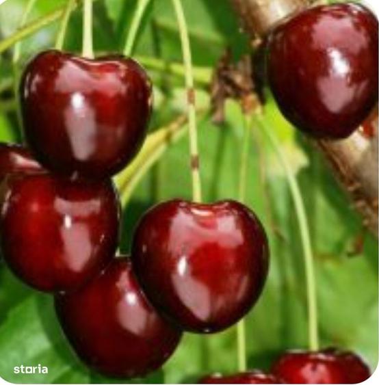 Vand urgent livada de cirese matura, cu productie, acte la zi! - 2