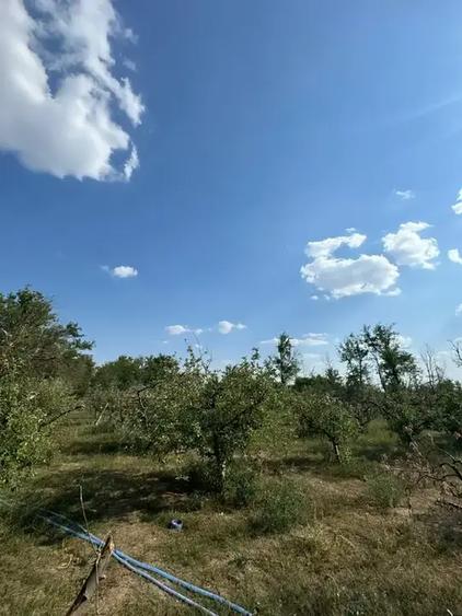 Casă cu 5 camere | Pivniță și Livada | Aproape de București | - 9