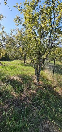 Teren de vanzare In Berislavesti - Calimanesti 4000mp - 7