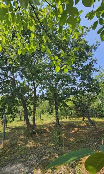 Intravilan 480 mp , loc de casa , zona padure Baicoi Prahova - 6