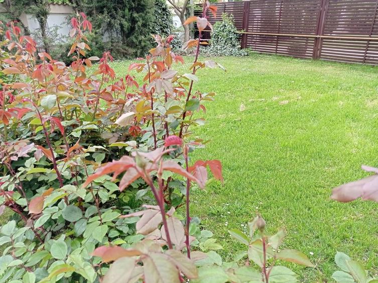 casa / vila Gavana 3  , mobilata / utilata , finisaje clasice ! - 29