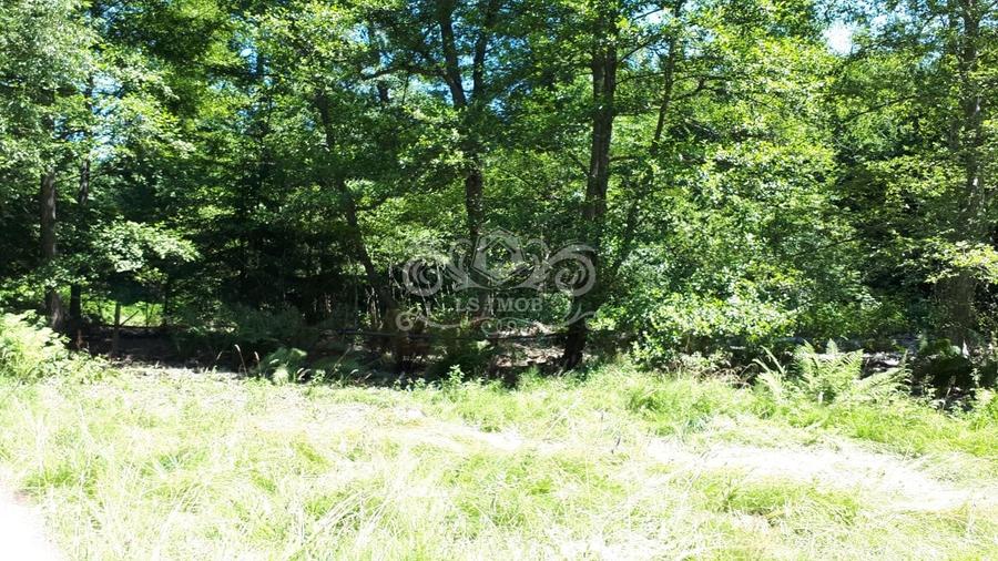 Vand teren si padure conifere in Albestii de Muscel. - 4