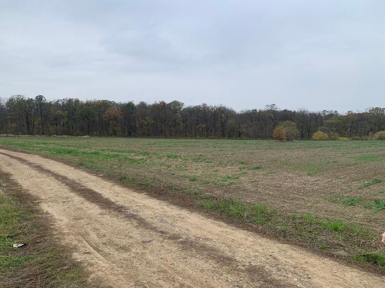 Teren Sabareni linga padure 10 minute pina in Bucuresti - 5