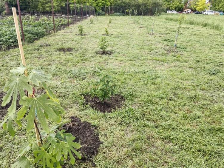 Casa cu 3 camere in Battonya, Ungaria - 3