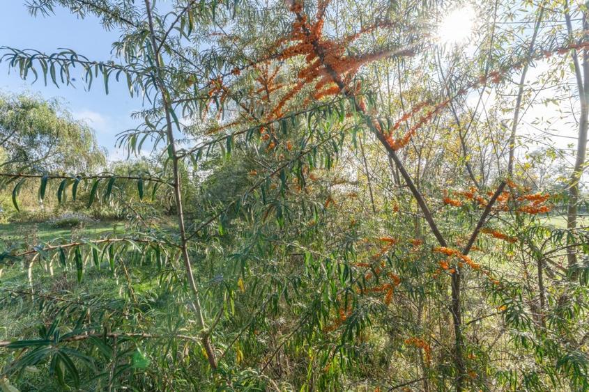 Proprietate rara in Covasna - liniste, spatiu si potential de investitie - 42