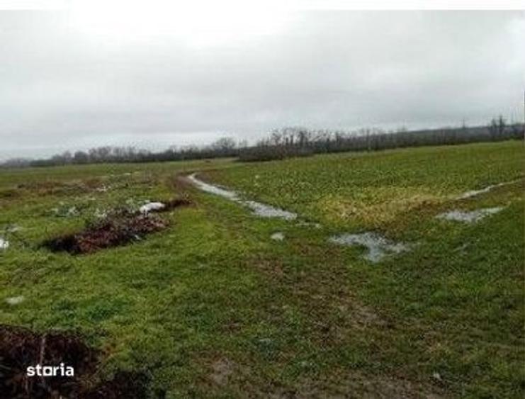 Teren extravilan Harsesti, ID: R2922273 - 7