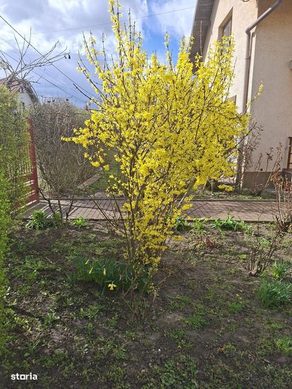 casa noua Sfantu Ilie cu 10 ari teren - 29