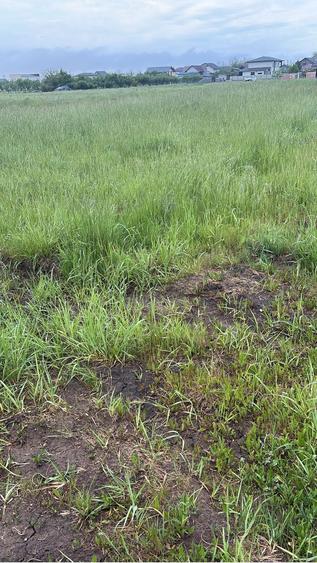 Vand Teren Bradu - 4