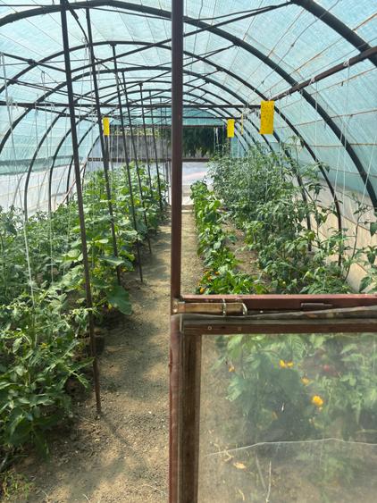 Vand casa in sag cu  gradina mare 277000 euro - 9