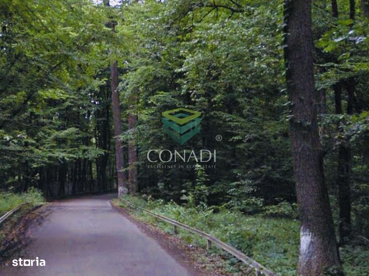 Oportunitate-Teren Snagov cu Deschidere Directa Lac si Padure 12.135mp - 3