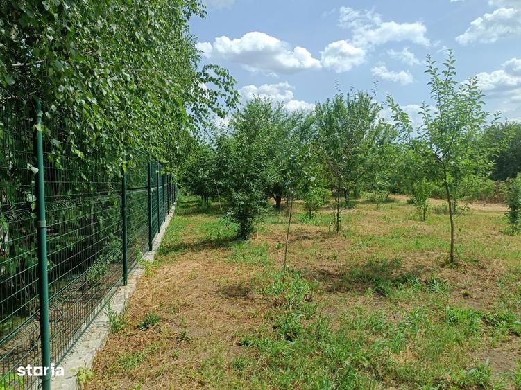 6 parcele intravilane de 485 mp in Mihai Voda, Bolintin Deal, Giurgiu - 4
