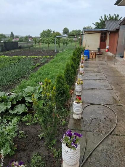 casa de vanzare suceava ?erbane?ti - 7