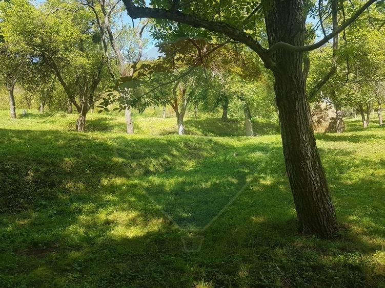 1.72 ha TEREN DE VANZARE - Seini - 1