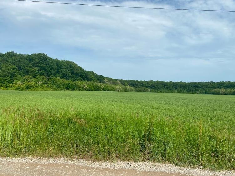 TereCiofliceni 5690 mp.Deschidere de 50m. - 1