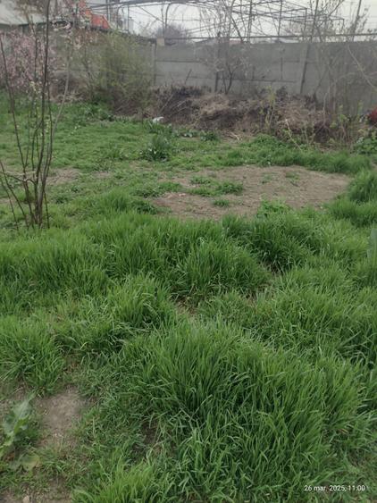 Palazu Mare Casa la sol teren 900 mp - 10