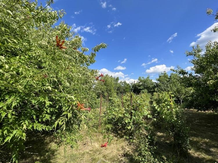 Casa-langa studiourile Buftea, 2 constructii, curte cu pomi, 2300mp, langa lac - 42