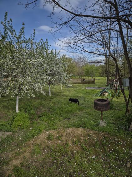 Casa de vanzare Alexeni Ialomita - 3