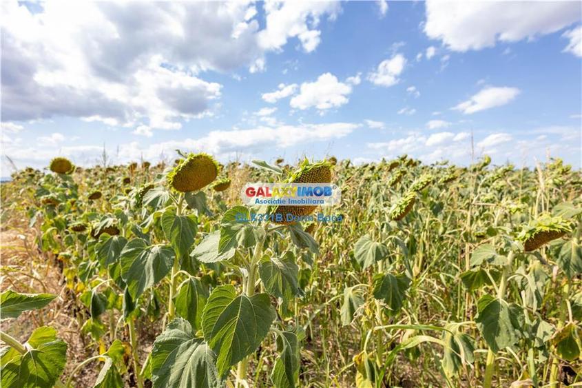 Teren agricol extravilan 2.6 ha - 26.000 mp - Valcelele, Buzau - 16