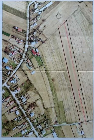 Teren intravilan 8000mp Gruiu, Silistea Snagovului - 2