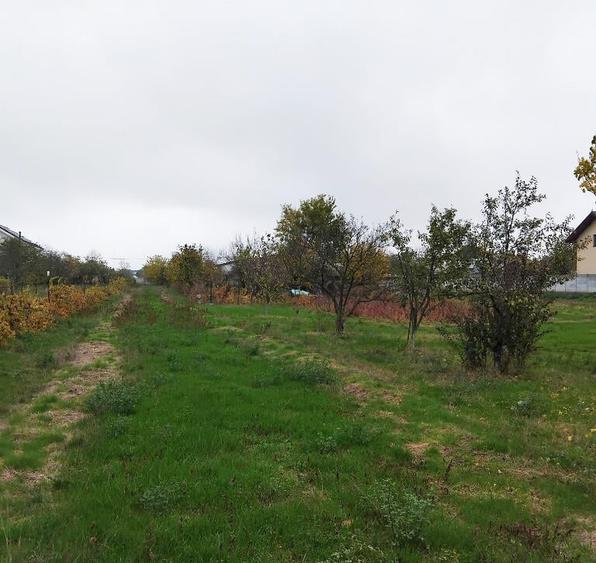 Vila Cu Teren 3.617 Mp, Dubla Deschidere Locuin?a +Investi?ie-Jilava - 34