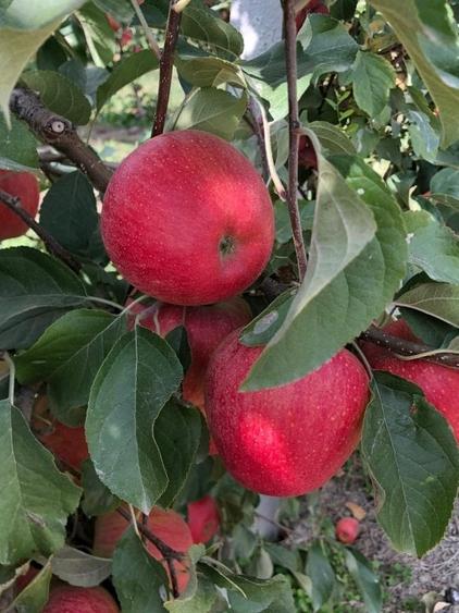 Afacere la cheie-FERMĂ POMICOLA - 1