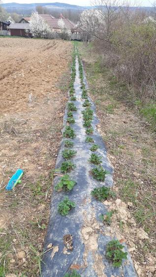 o oaza de lini?te!Casa+teren! - 3