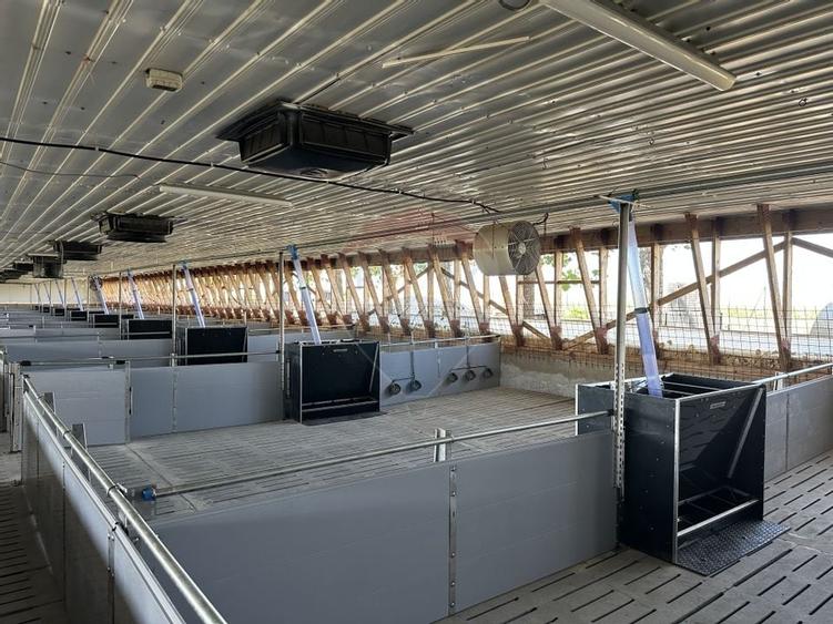 Ferma porcine la cheie - 1