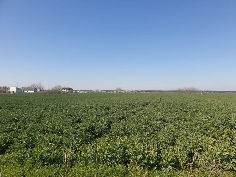 Balotesti-Moara Vlasiei | Teren 13000 mp | Nod A3 | Proprietar | Utilitati | PUZ - 5