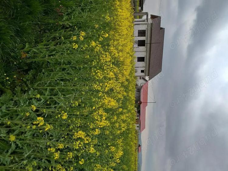 Vand teren intravilan + extravilan Cornesti Gorj - 3