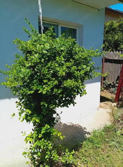 Vand casa sau schimb cu garsoniera confort 1 - 6