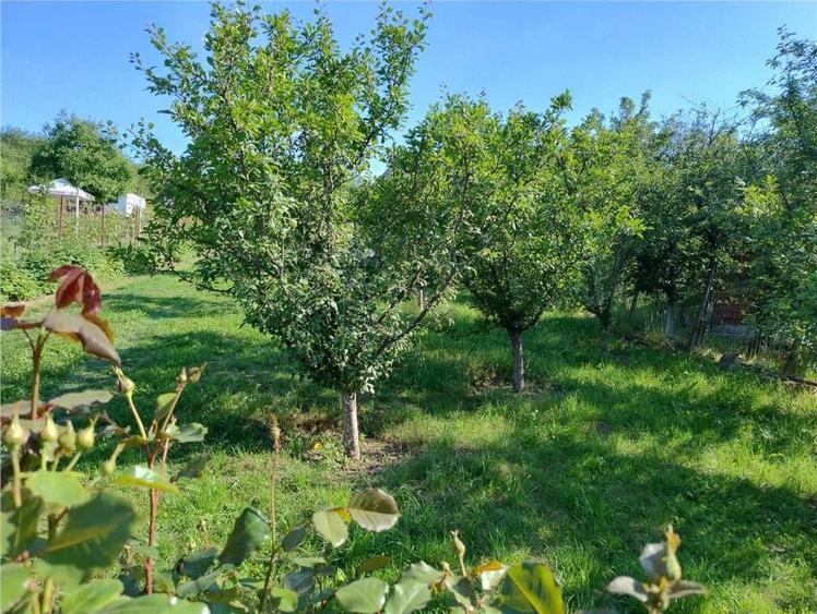 Teren intravilan, Podgoria - 3