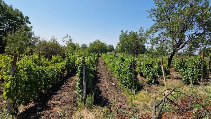 Teren 3873 mp intravilan, Valea Calugareasca - 1