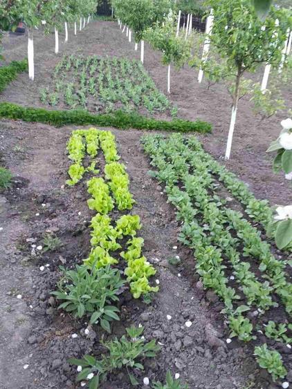 Vanzare teren intravilan (sat Maldaresti, comuna Dealu Morii, jud. Bacau) - 4