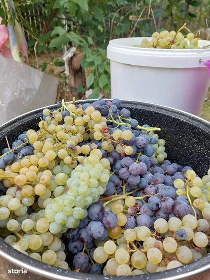 Teren intravilan 8.759 mp cu casa + vie | Utilitati complete - 1