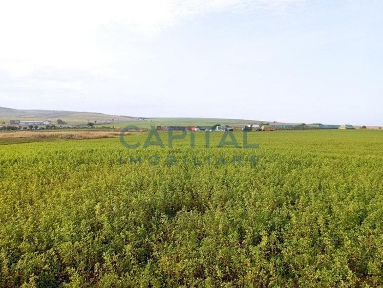 Teren intravilan 5500 mp Comuna Sandulesti - 3