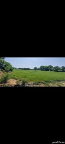 Teren intravilan cur?i construc?ii 2800 mp- Lovrin-Centru de vanzare - 18