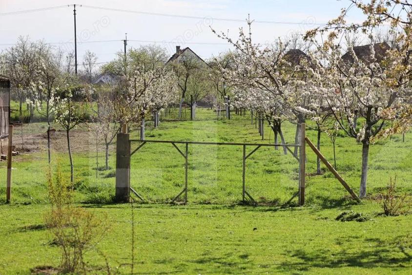 Casa de vanzare Comlosu Mare - 14