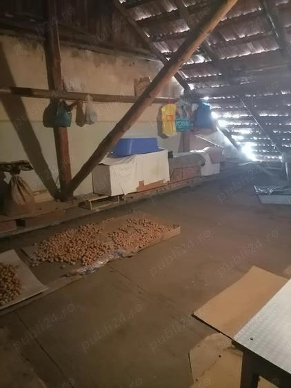 Ap 2 cam dec Maratei la Ciuperca - 10