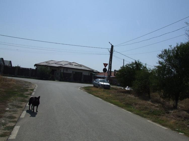 Domnesti-Salciei-stradal - 9