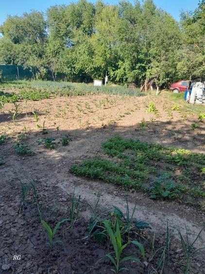 Casa de vanzare sat Vlascuta, comuna Mastacani, jud. Galati - 5