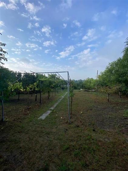 Reco Teren intravilan in Podgoria 2282mp - 3