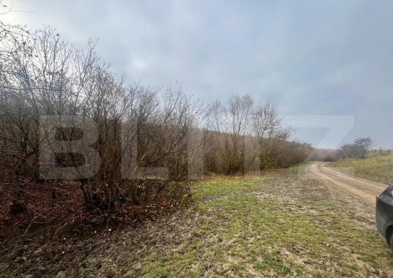 Teren extravilan, 4 hectare, langa livada de mere Ghinda - 6