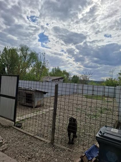 Vand casa pe strada Alexandru Ioan Cuza nr.266 - 5