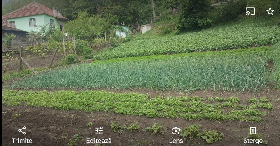 Casa individuala de vanzare curte si gradina suprafata 1500mp - 1
