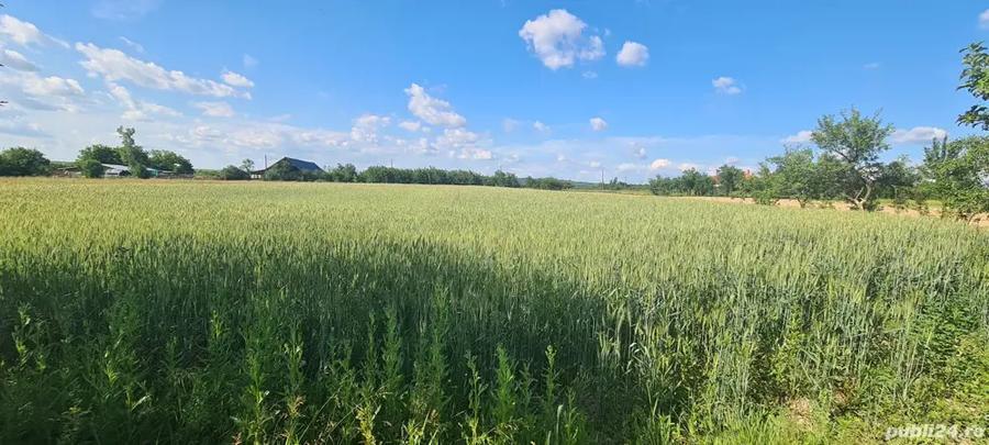 vand casa in localitatea Craiva - 6