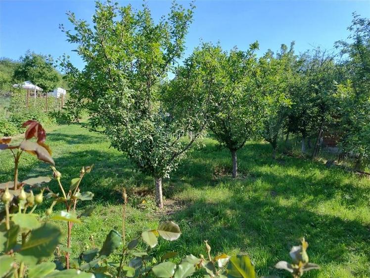 RECO Teren intravilan, Podgoria