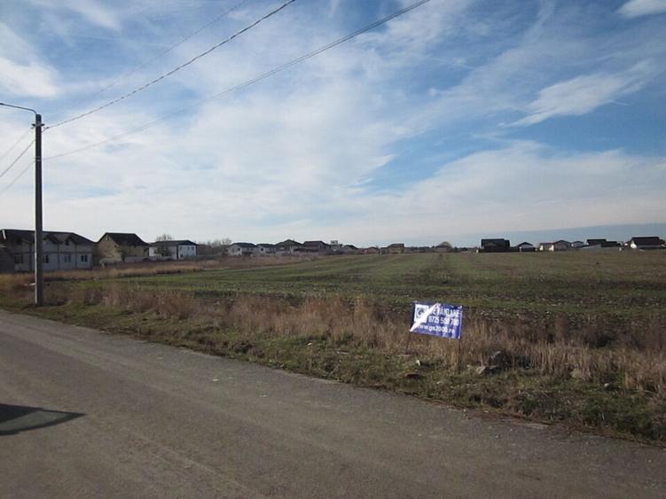 Domnesti-Crengutei-Narciselor - 7